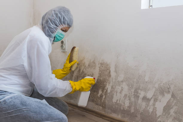 Best Crawl Space Mold Remediation  in North Augusta, SC