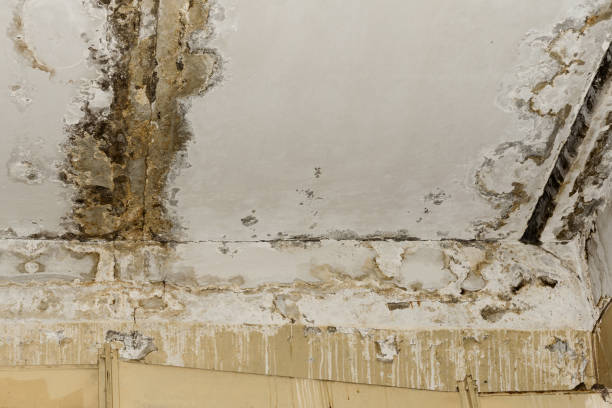 North Augusta, SC Mold Inspection, Removal & Remediation Company