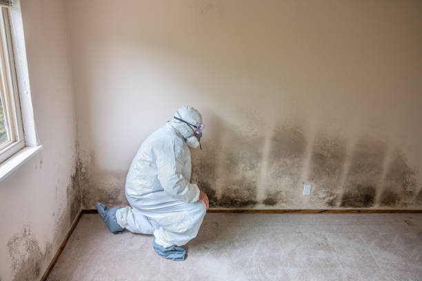 Biohazard Mold Removal in North Augusta, SC